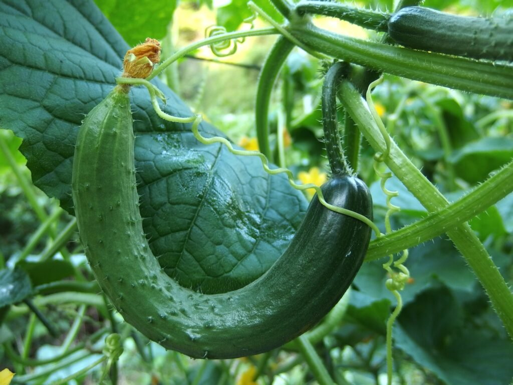 how to hand pollinate cucumbers-food-1