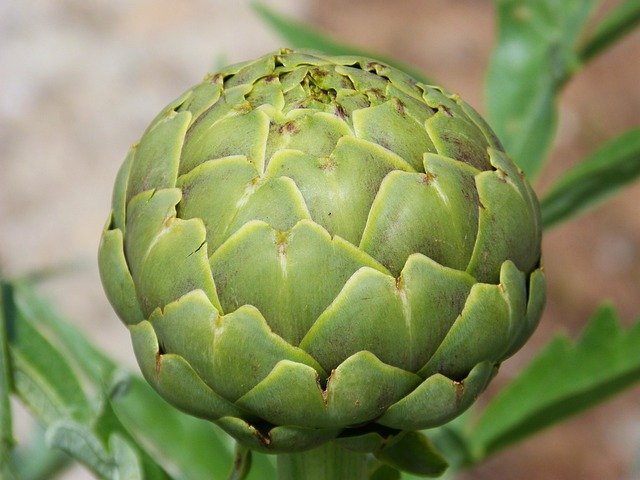 artichoke-featureimg