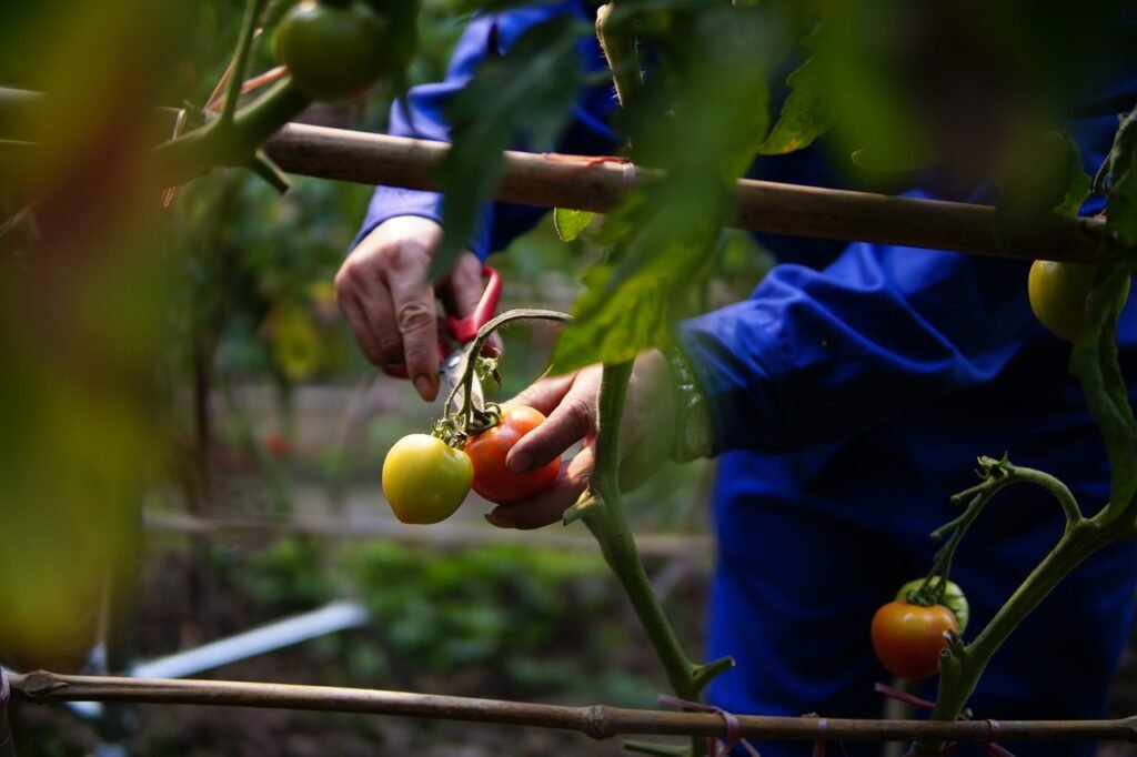 Harvesting and Storing Tomatoes