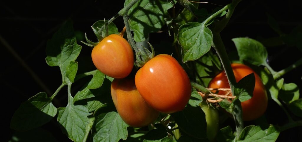 organic tomato