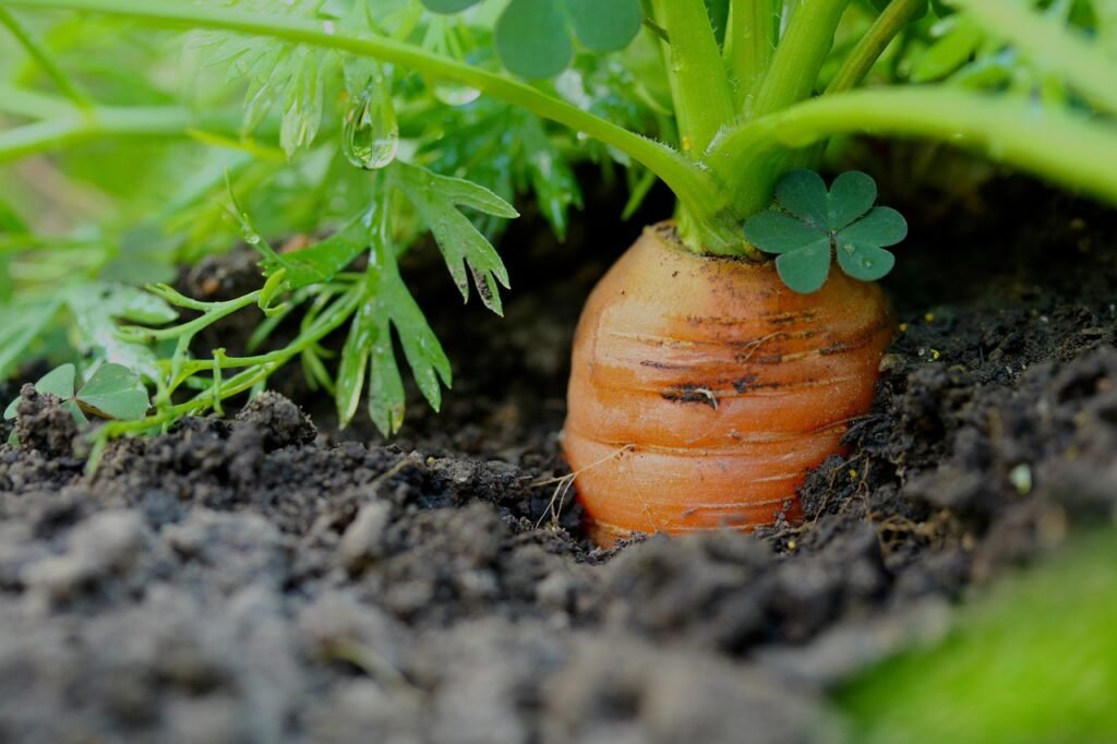 how to grow the sweetest carrots