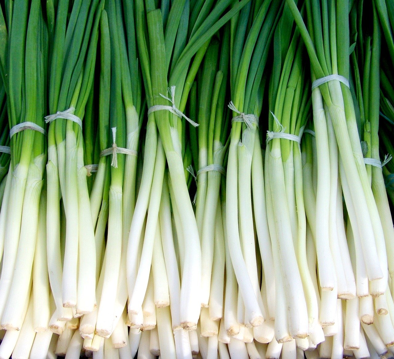 When and How to Harvest Green Bunching Onions