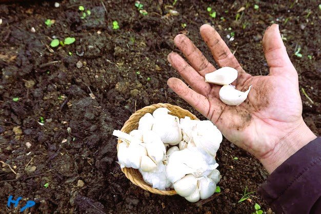 How to grow garlic at home from cloves: Best Advice