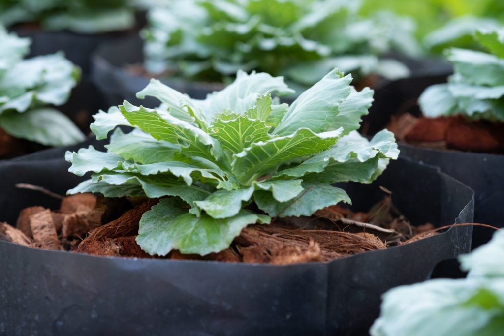 Can You Grow Cabbage In A Pot? Best Adivce