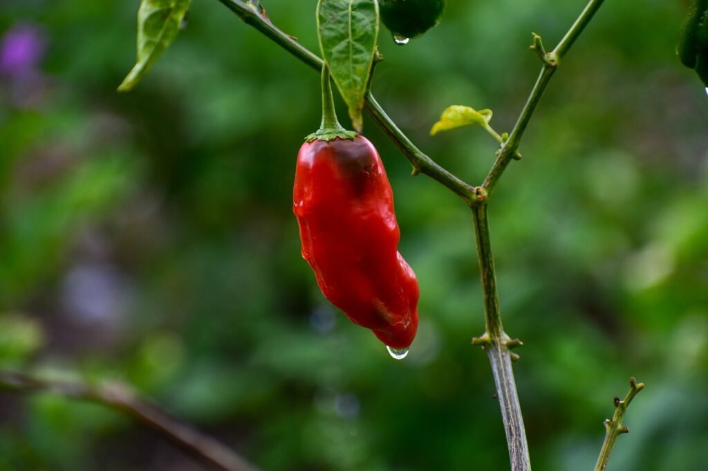 How to Grow Pepper Chili: Best Advice Beginners