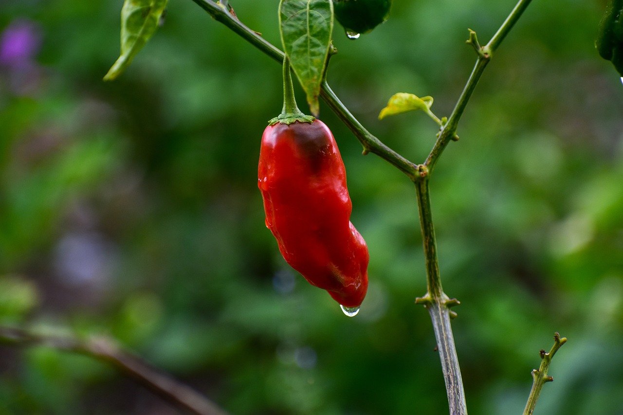 How to Grow Pepper Chili: Best Advice Beginners