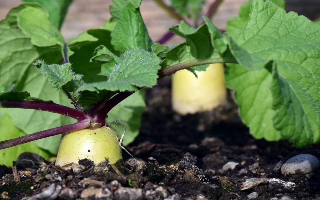 how to grow radishes at home:best advice